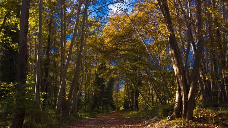 Rezerwat przyrody Las Bielański: Tajemnice natury i unikalna fauna