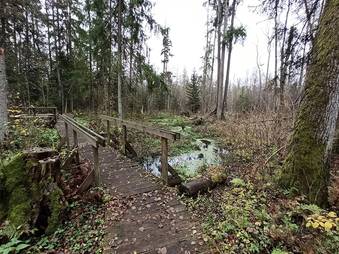 Rezerwat przyrody Krzemianka: piękno natury i unikalne atrakcje