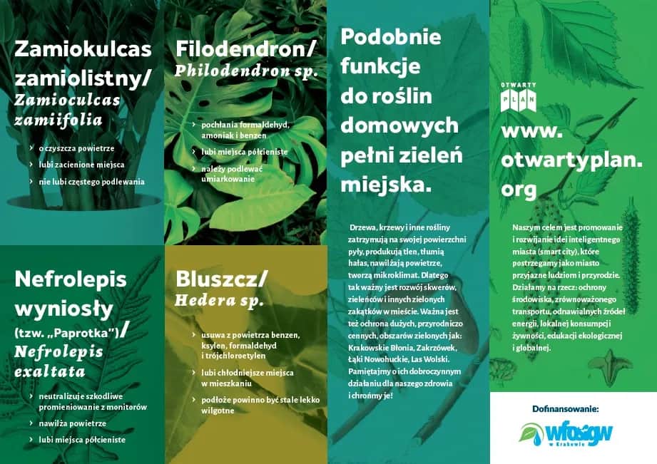 Jakie rośliny na smog skutecznie poprawią jakość powietrza w domu?