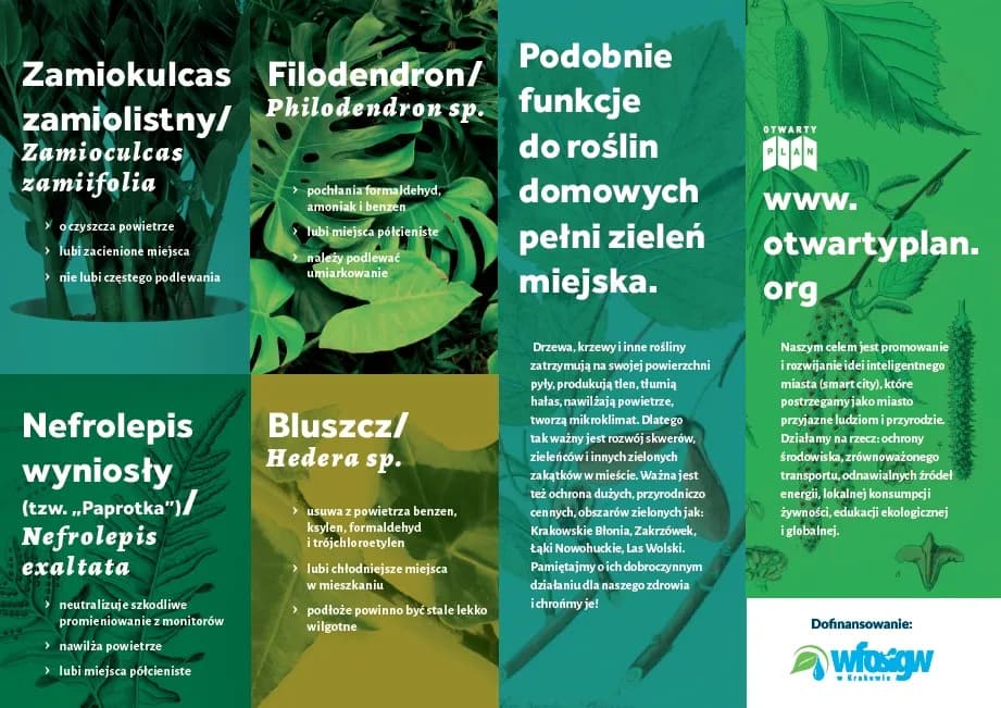 Jakie rośliny na smog skutecznie poprawią jakość powietrza w domu?