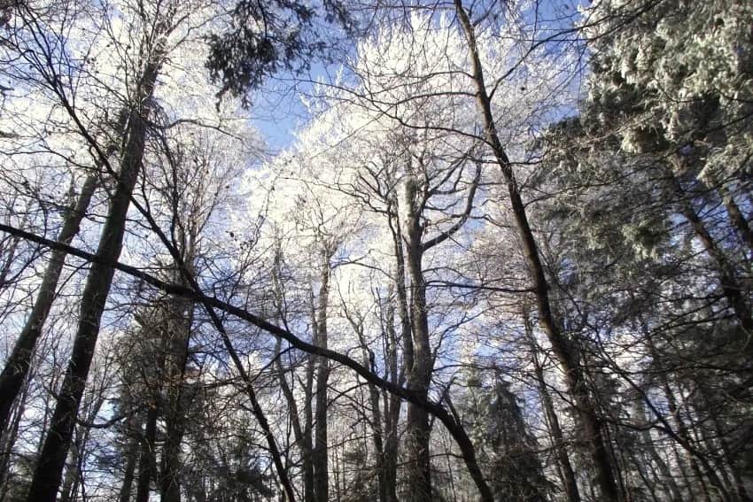 Rezerwat przyrody Puszcza Śnieżnej Białki - Odkryj jego tajemnice i piękno