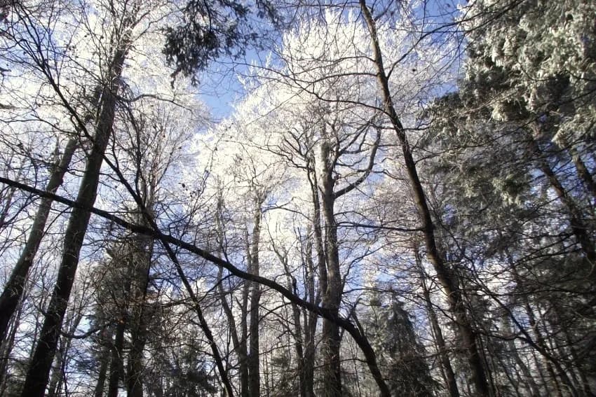 Rezerwat przyrody Puszcza Śnieżnej Białki - Odkryj jego tajemnice i piękno