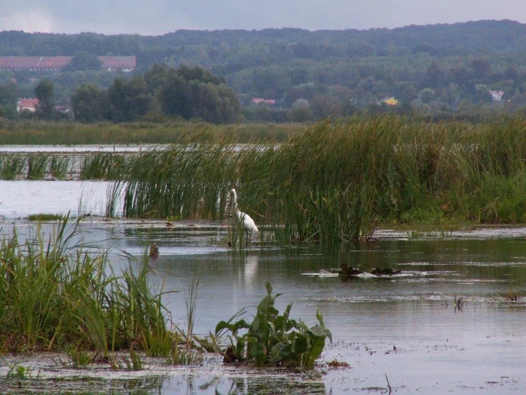 Rezerwat przyrody Jezioro Drużno - odkryj jego niezwykłe bogactwo