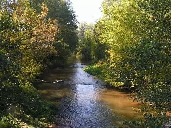 Rezerwat przyrody Świder: Odkryj unikalne piękno i zagrożenia