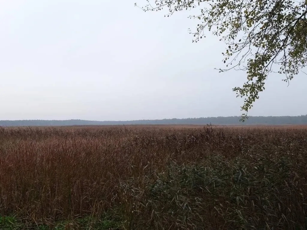 Rezerwat przyrody Piskory: odkryj niezwykłe ptaki i ekosystemy