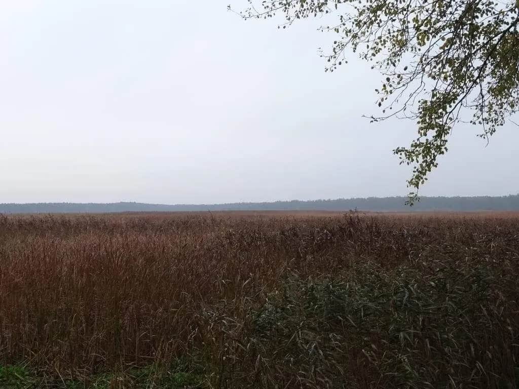 Rezerwat przyrody Piskory: odkryj niezwykłe ptaki i ekosystemy