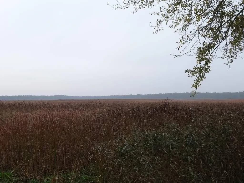 Rezerwat przyrody Piskory: odkryj niezwykłe ptaki i ekosystemy