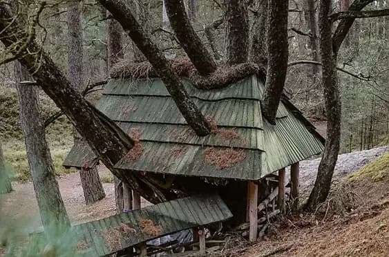 Rezerwat przyrody Widowo – odkryj niezwykłe piękno natury i rzadkie gatunki