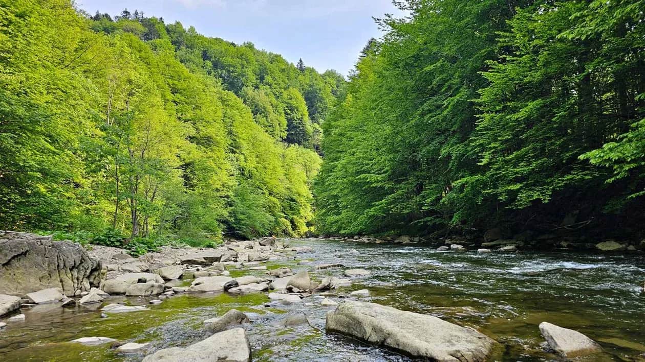 Rezerwat przyrody Sine Wiry - Odkryj ukryte skarby Bieszczad